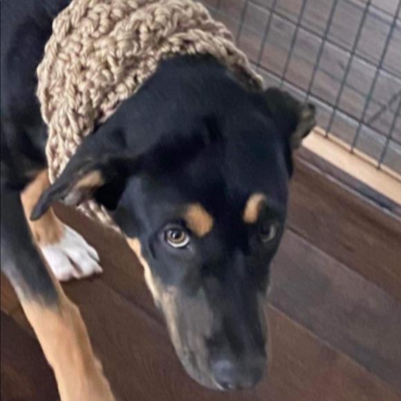 Dog scarf - Picture 2 of 3